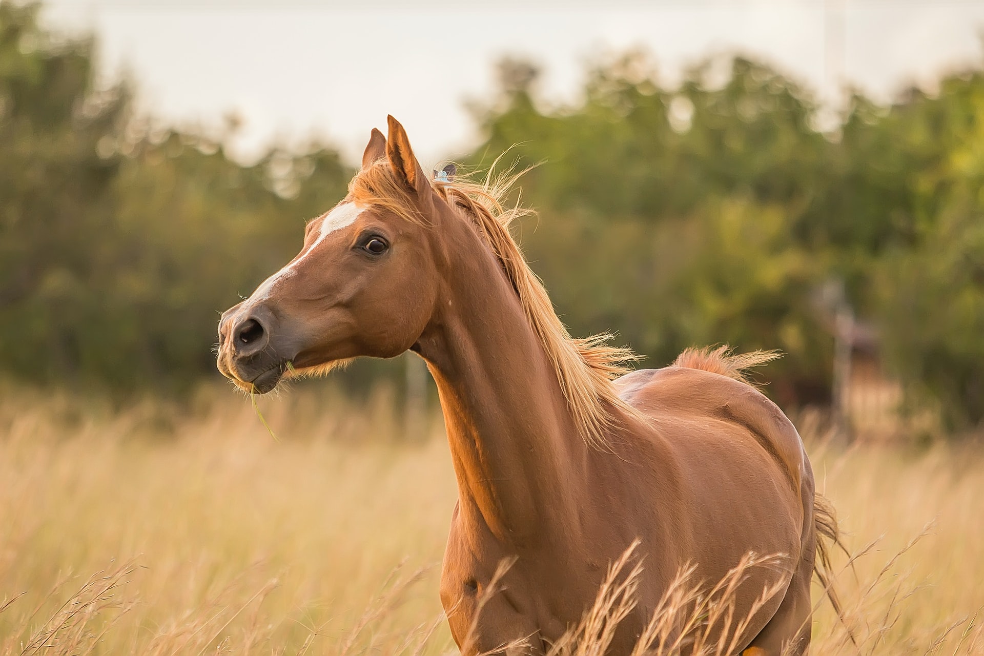 Equine